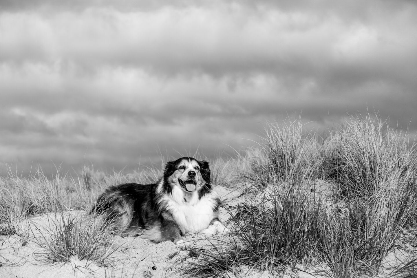 Golden Oldies Photography